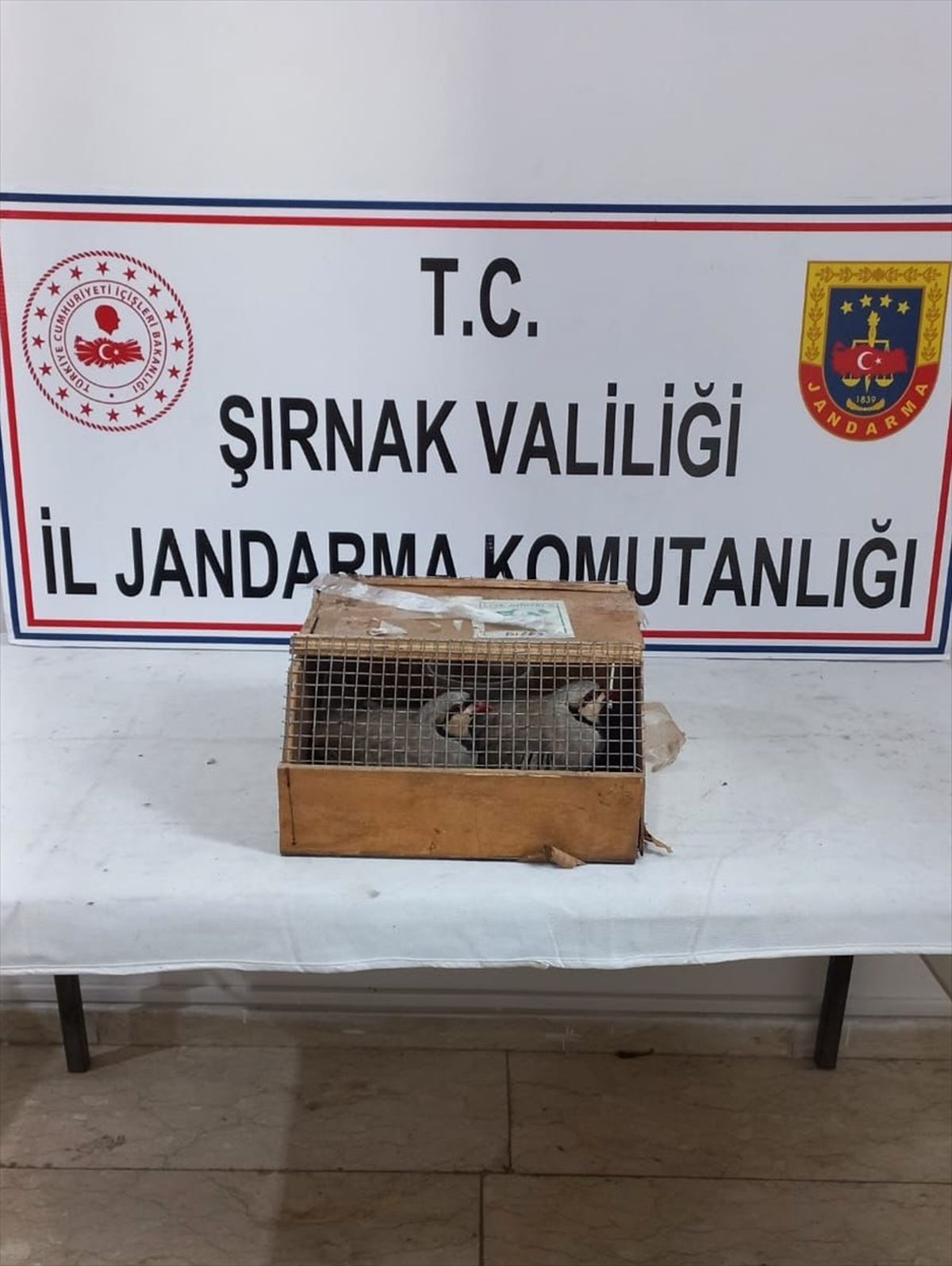 Cizre'de Yasaklı Kınalı Keklik Ticareti Yapanlara Ceza