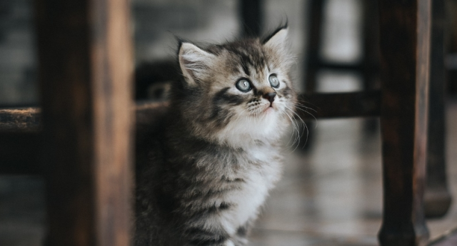 Rüyada kedi yavrusu görmek ne demek?