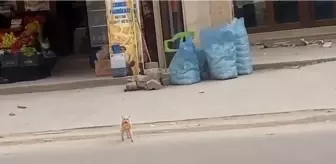 Nusaybin'deki Kedi Her Sabah Simit Alıyor