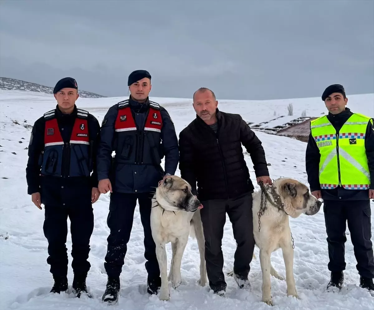 Kırşehir'de Çalınan Çoban Köpekleri Bulundu
