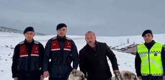 Kırşehir'de Çalınan Çoban Köpekleri Bulundu