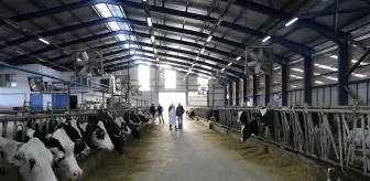 MAKÜ'den Süt Verimini Artıran Bitkisel Krem Geliştirildi