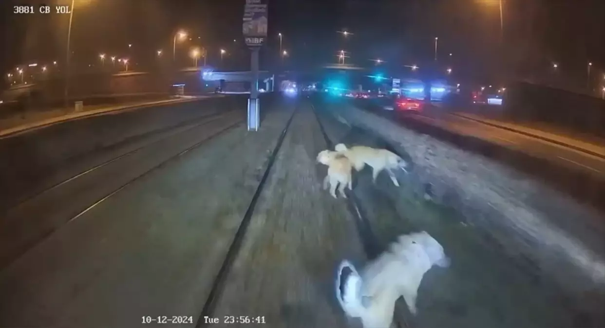 Kayseri'de Vatman, Raylara Bağlı Köpeği Kurtardı