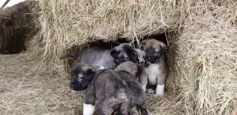 Kangal Yavrularında Kuyruksuzluk Şaşkınlık Yarattı