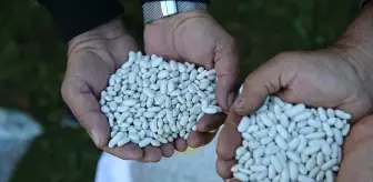 Bingöl'de Tescilli Horoz Kuru Fasulyesi Üretimi Artıyor