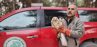 Yaralı Kızılşahin ve Şahin Tedavi Altına Alındı