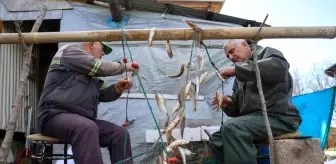 Sakarya'da Balık Bolluğu Yaşanıyor