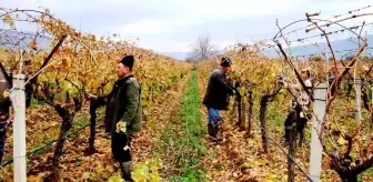 Manisa'da Sultani Çekirdeksiz Üzüm Bağlarında Budama İşlemleri Başladı