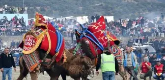 Buharkent'te Deve Güreşi Festivali Coşkusu