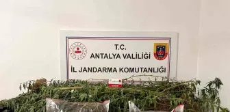 Alanya'da Narkotik Operasyonları: 188 Kişi Yakalandı, 33 Kilo Uyuşturucu Ele Geçirildi