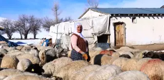 Van'da Kadınlar Hayvancılıkla Geçimlerini Sağlıyor