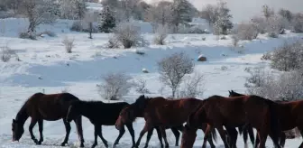 Beypazarı'nda Kış Manzarası: Yılkı Atları Karla Kaplı Arazide