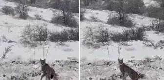 Kırmızı listedeki vaşak Erzincan'da kameralara yakalandı