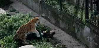 Kadın bakıcı, ziyaretçilerin gözü önünde kaplanın saldırısına uğradı