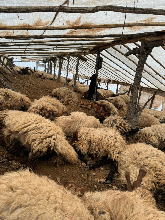 150 sheep died due to lack of air