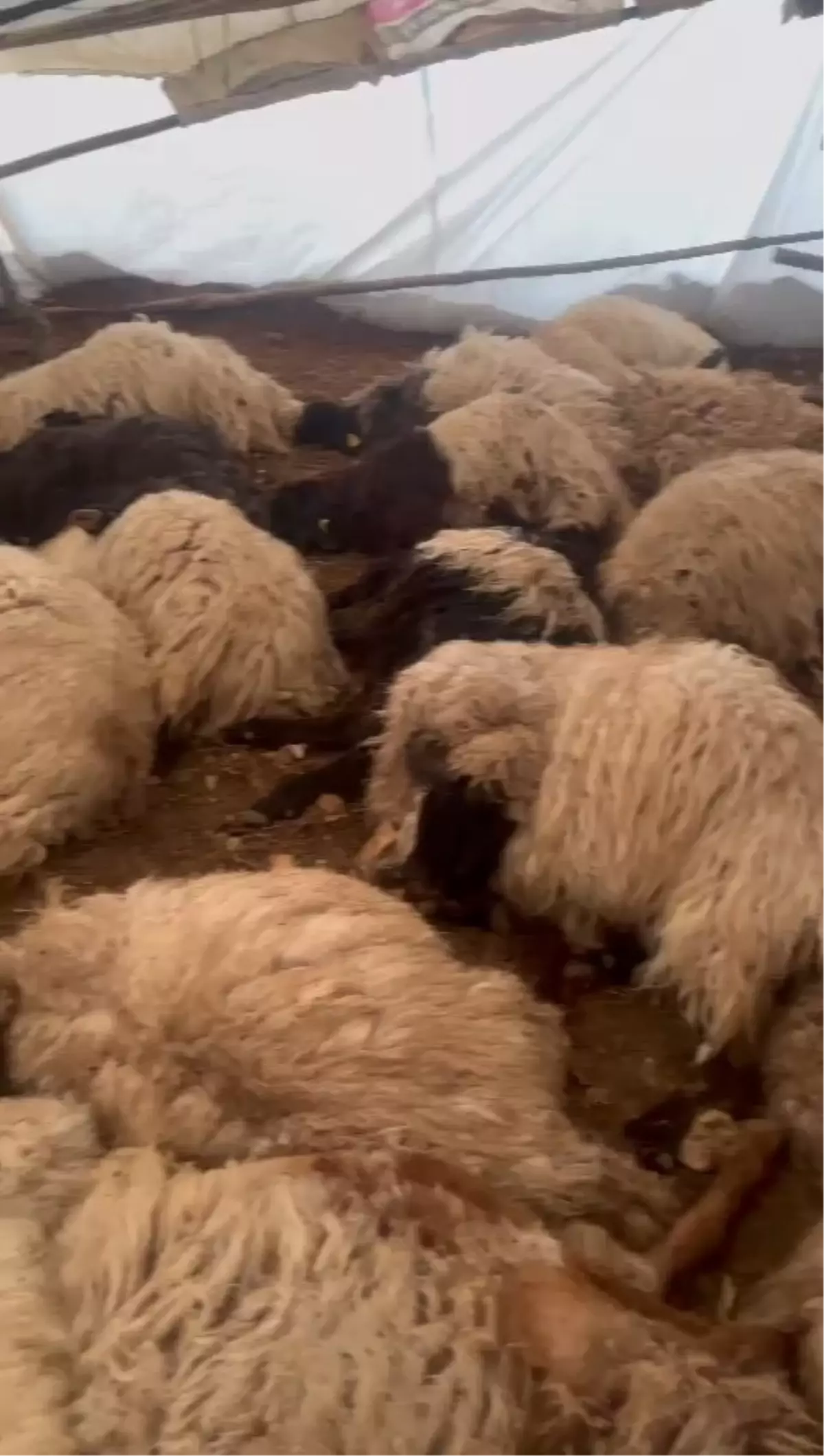 Eruh'ta 150 Koyun Havasızlıktan Öldü