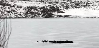 Çıldır Gölü'nde Göç Etmeyen Kuşlar Buz Üstünde Görüntülendi