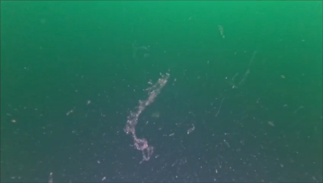 Marmara Denizi'nde müsilaj kabusu geri döndü Marmara Denizi'nde müsilaj kabusu geri döndü