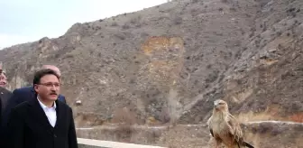 Kayseri Valisi Gökmen Çiçek, Tedavi Edilen Yırtıcı Kuşları Doğaya Saldı