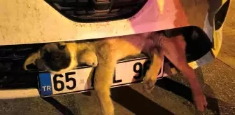 Otomobilin Çarptığı Köpek İtfaiye Kurtardı