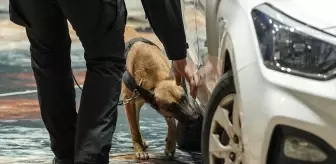 Saraybosna'da K9 Köpekleri İçin Yarışma Düzenlendi