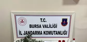 İnegöl'de Uyuşturucu Operasyonu: Bir Kişi Tutuklandı