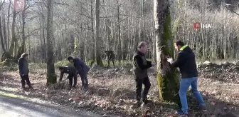 Yalova'da Çınar Ağaçlarını Kurutan Hastalığa Karşı Araştırmalar Devam Ediyor