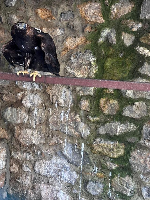 'Çerkes Cengiz'in villasına operasyon: İçeriden çıkanlar 'yok artık' dedirtti