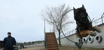 Kars'ta Jandarma Köpekleri Güvenlik Güçlerine Destek Oluyor