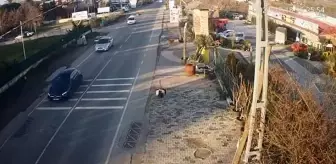 Kaçan Deve Kuşları İstanbul Trafiğini Alt Üst Etti