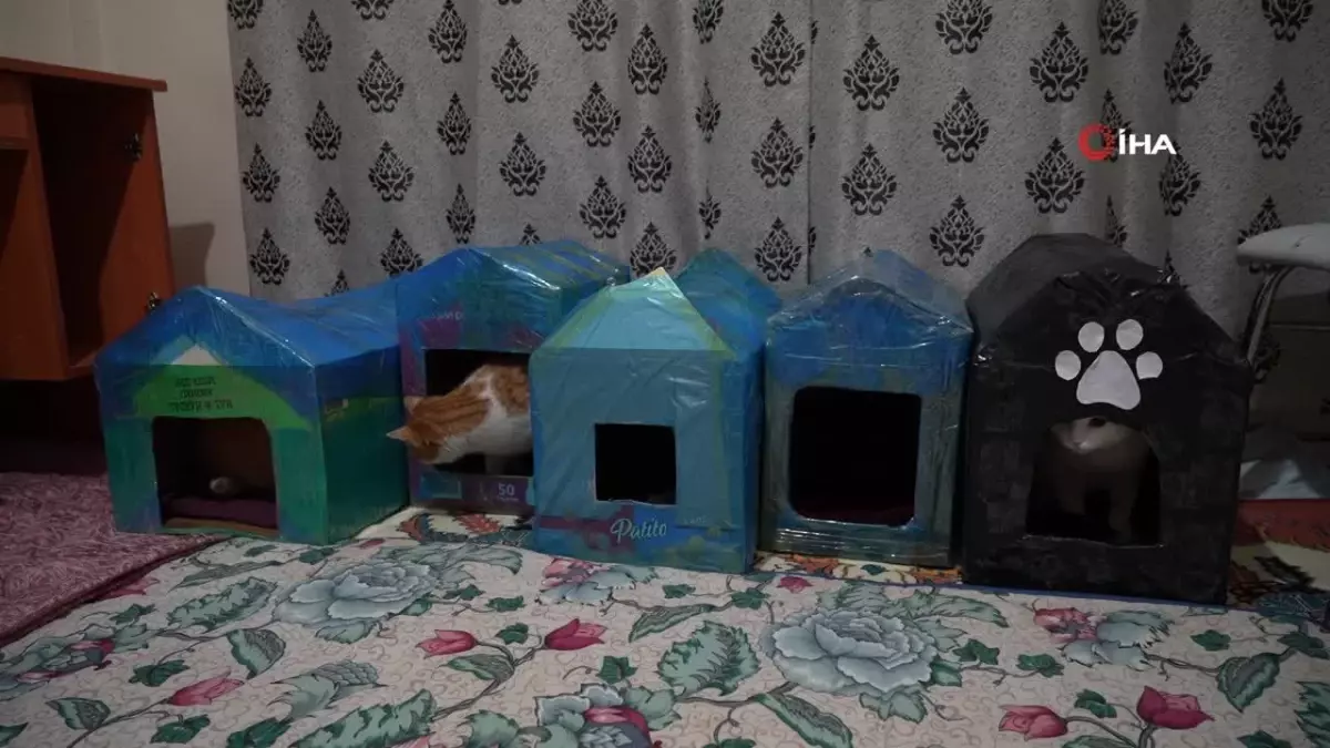 Gümüşhane'de Öğrenciler Engelli Kedilere Kedi Evi Yaptı