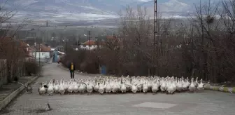 Tokatlı Yetiştirici, Kaz Üretimini Artırarak Başarıyı Yakaladı