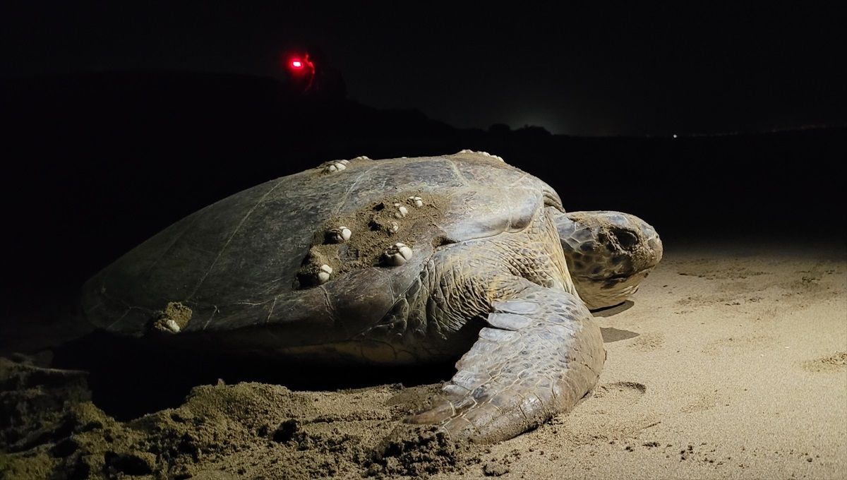 Küresel Isınma Caretta Carettaların Neslini Tehdit Ediyor