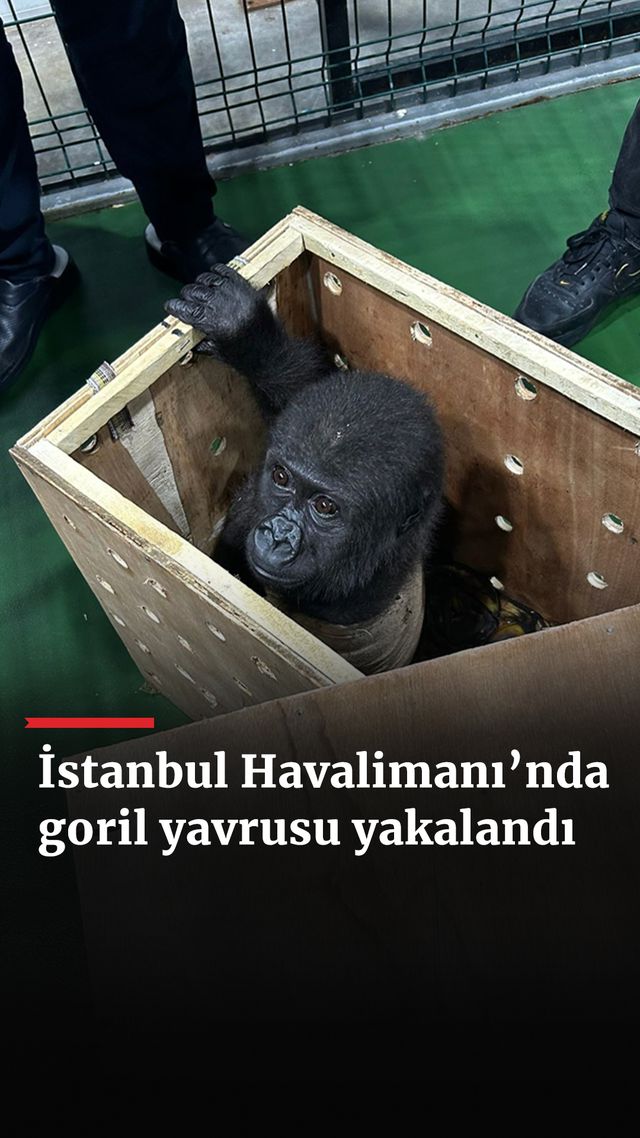 https://foto.haberler.com/haber/2024/12/22/istanbul-havalimaninda-goril-yavrusu-yakalandi_9931_o.jpg