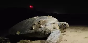 Küresel Isınma Caretta Carettaların Neslini Tehdit Ediyor