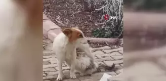 Çiko isimli köpek, annesiz kalan yavru kediyi emziriyor