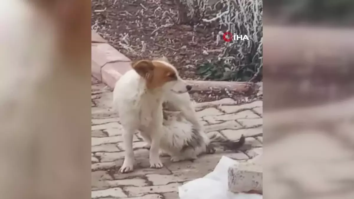 Çiko isimli köpek, annesiz kalan yavru kediyi emziriyor