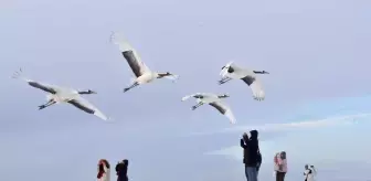 Qiqihar'da Yapay Yöntemlerle Yetiştirilen Japon Turnaları Kış Turizmine Çekiyor