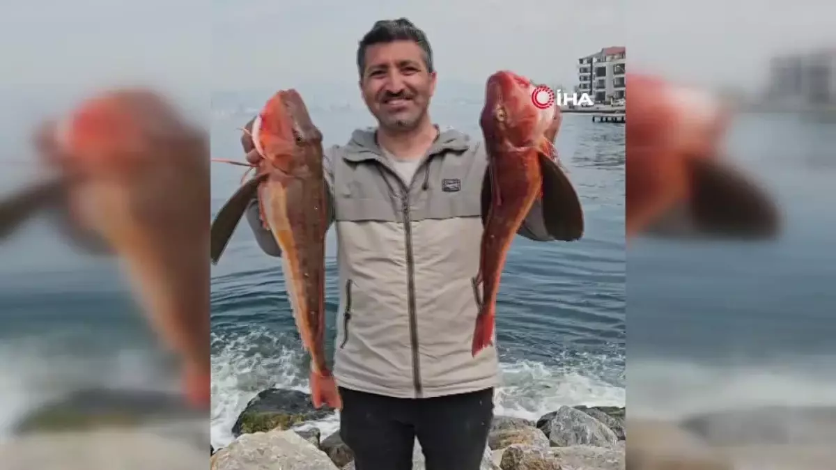Amatör Balıkçı 6,5 Kiloluk İki Kırlangıç Balığı Yakaladı