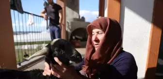 Kaybolan Naciye Akın Hastaneden Çıkıp Kuzusu 'Sultan'la Buluştu