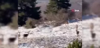 Bolu'da Kar Yağışı Sonrası Yiyecek Arayan Karaca Sürüsü Görüntülendi