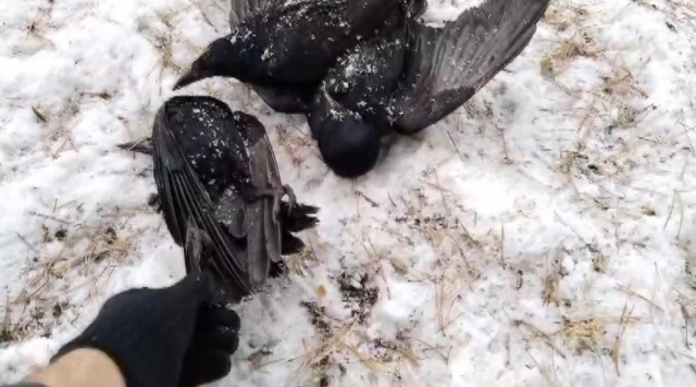 Image from Turkey! Crows on the tree froze due to extreme cold