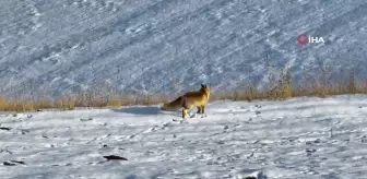 Dondurucu Soğuklar Yaban Hayatını Zorluyor: Kızıl Tilki Görüntülendi