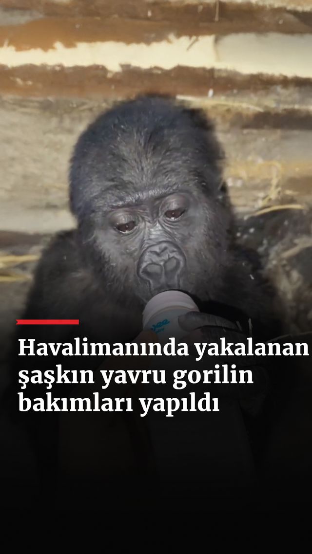 https://foto.haberler.com/haber/2024/12/23/havalimaninda-yakalanan-saskin-yavru-gorilin-bakimlari-yapildi_1251_o.jpg