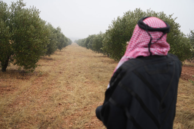 PKK/YPG has laid hundreds of mines in the olive groves of Manbij