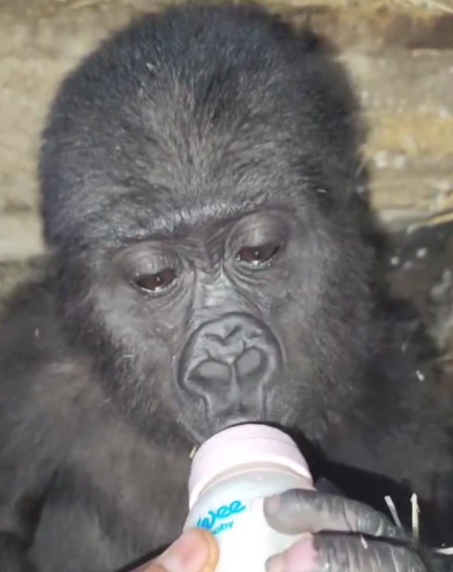 The fate of the baby gorilla caught at Istanbul Airport has been revealed