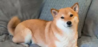 Shiba Inu'da büyük düşüş mü geliyor? İşte kritik seviyeler