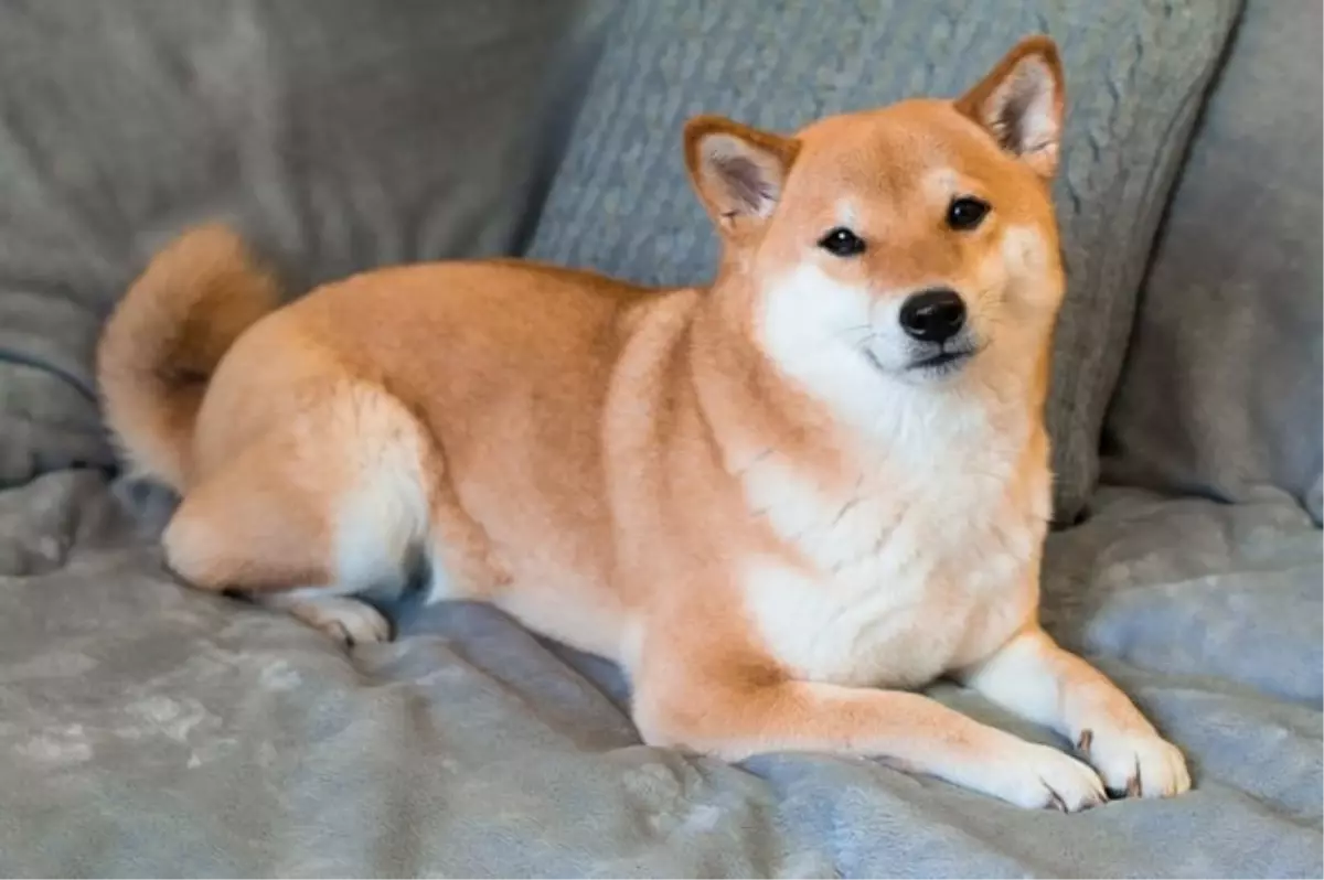 Shiba Inu'da büyük düşüş mü geliyor? İşte kritik seviyeler
