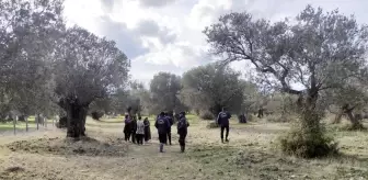 Ayvalık'ta Zeytin Hırsızlarına Karşı Bekçiler Görevde