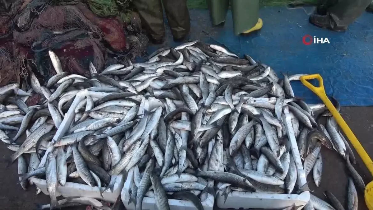 Karadeniz Balıkçıları Kefal Bereketi Yaşıyor